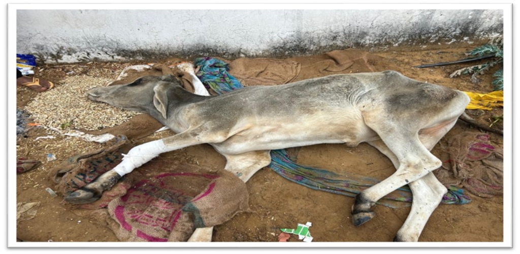 Shekhawati Veterinary College